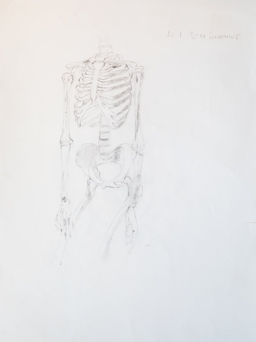 Bone Architecture: Torso and Pelvis