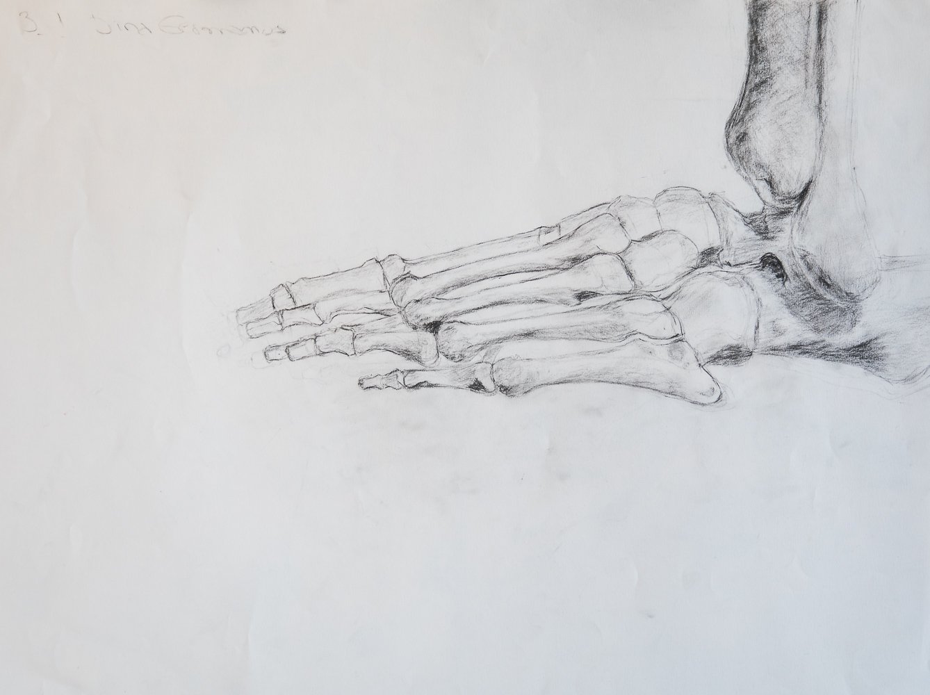 Bone Architecture: The Foot